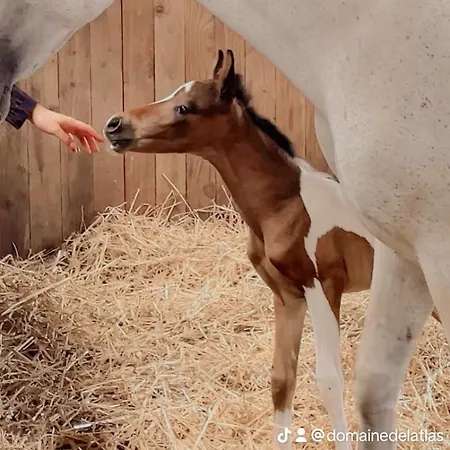 Tipi En Pleine Nature Avec Les Chevaux Lyxtält