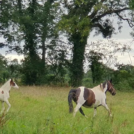 Lyxtält Tipi En Pleine Nature Avec Les Chevaux Glanville