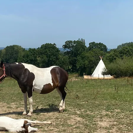 Lyxtält Tipi En Pleine Nature Avec Les Chevaux